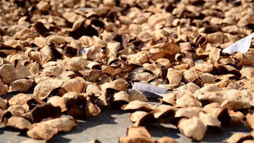 不同年份的陳皮怎么翻曬 1