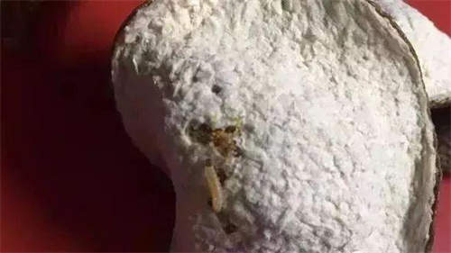 新會陳皮生蟲了還能吃嗎