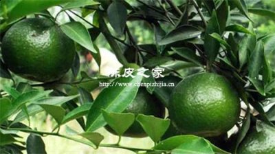 小青柑的保質期是多長時間