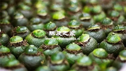 青皮和紅皮的功效有哪些區別