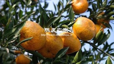 別的地方種植新會(huì)柑橘可以嗎