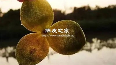 新手辨別陳皮好壞的四種方法