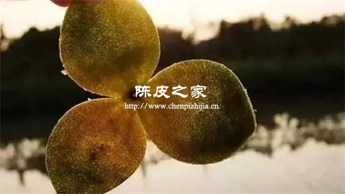 新會陳皮透光性測試