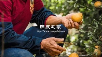 橘皮一般怎么做陳皮