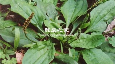 陣皮加車前草搭配