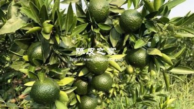 圈枝柑和原枝柑有什么區別