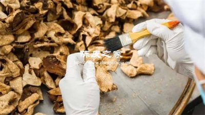 陳皮收藏選3年的好還是5年的好