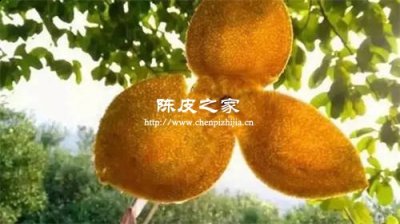 為什么天馬陳皮最貴