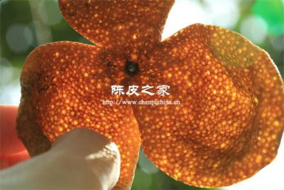 新會陳皮三年和五年的區別