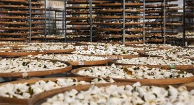 新會陳皮需要三蒸三曬嗎