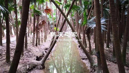 新會陳皮產區之南坦陳皮怎么樣