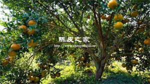 柑樹年齡對新會陳皮的好壞都有哪些影響