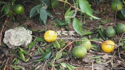 中藥陳皮的功效與作用是什么