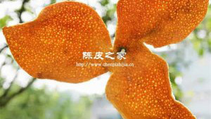 新會陳皮保存中能曬太陽嗎