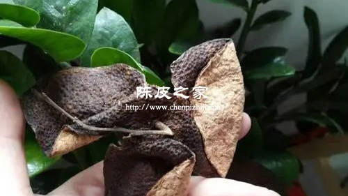 陳皮到底是什么水果的皮
