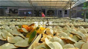 為什么新會陳皮的品質比其他產地的高