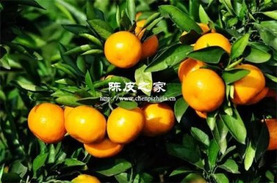 采摘時期不同的新會陳皮都有哪些別稱