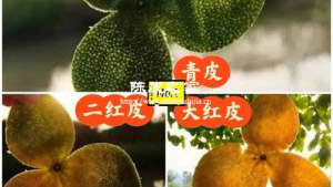 陳皮小青皮好還是大紅皮好