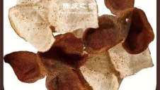 陳皮厚皮的好還是薄皮的好