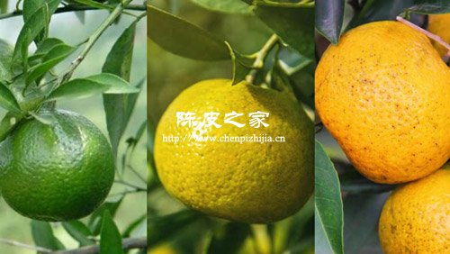 陳皮在橘子成熟的哪個時候剝最好