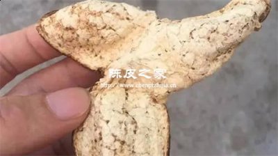 新鮮的陳皮可以入藥嗎