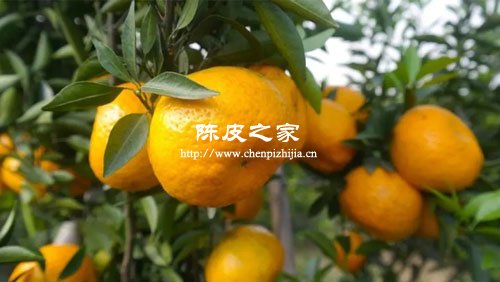 制作陳皮最好的材料茶枝柑