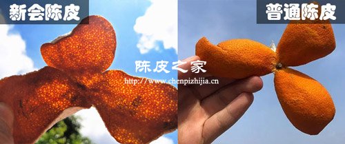 新會陳皮和普通陳皮油室對比