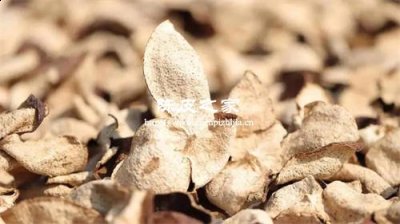 自己曬的陳皮怎樣存放