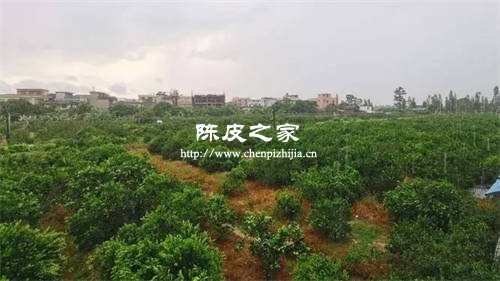 新會(huì)的陳皮是用什么品種做的