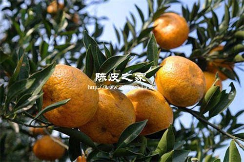 15年新寶堂陳皮保質期過了一年還能吃嗎