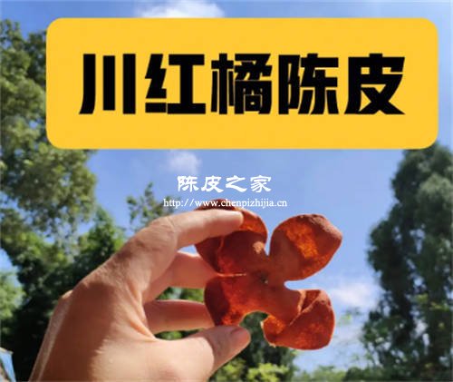 川陳皮和廣陳皮有什么區別