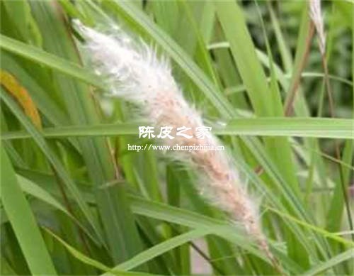 白毛根石葦陳皮有什么作用呢