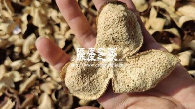 為什么自己曬的陳皮卷起來呢