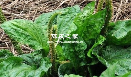 車前草能和陳皮一起煮水喝嗎