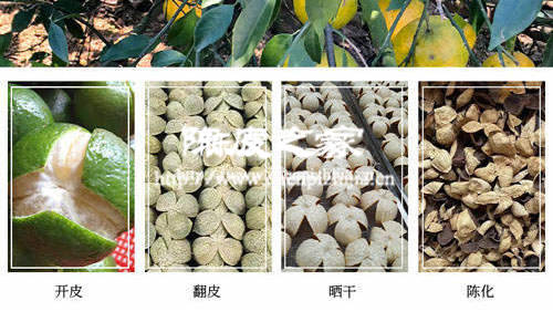 陳皮生蟲子要不要緊 4