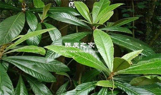 枇杷葉和陳皮的功效是什么