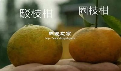 怎么區分圈枝皮和駁枝陳皮