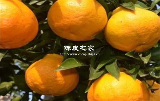 蒸耙耙柑的功效與作用禁忌