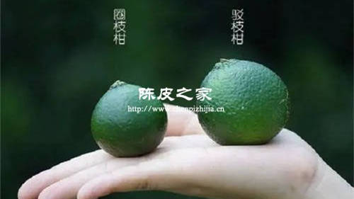 新會陳皮圈技的和駁枝的藥效有區別嗎