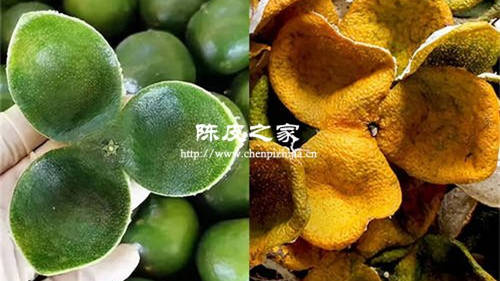 新會紅陳皮和青陳皮的作用有什么不同