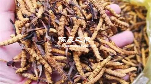 蟲草可以和陳皮一起泡水喝嗎