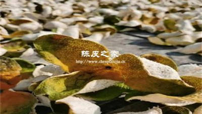 二紅皮和大紅皮哪個藥效好