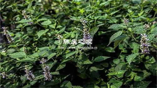 藿香厚樸陳皮泡水喝的作用