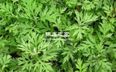 艾葉和桔子皮煮水喝好不好