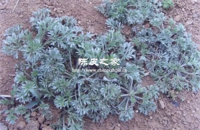 白蒿與陳皮泡茶有什么功效