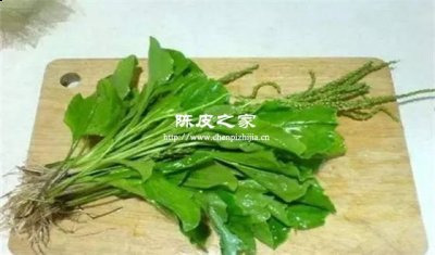 車前草和陳皮一起煮好不好