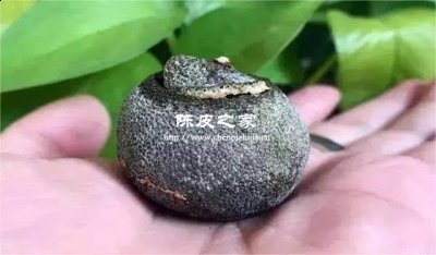 陳皮白霜和發霉有什么區別