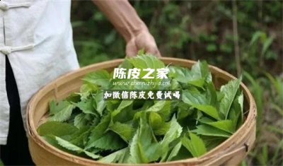 喝桑葉陳皮茶的功效與作用