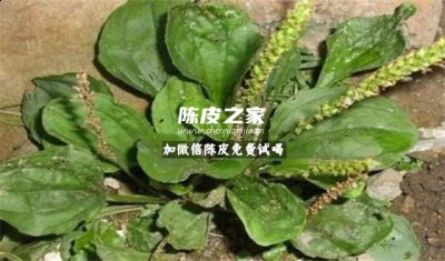 陳皮和車前草能一起泡嗎