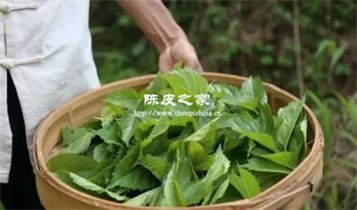 桑葉和陳皮泡水的功能主治